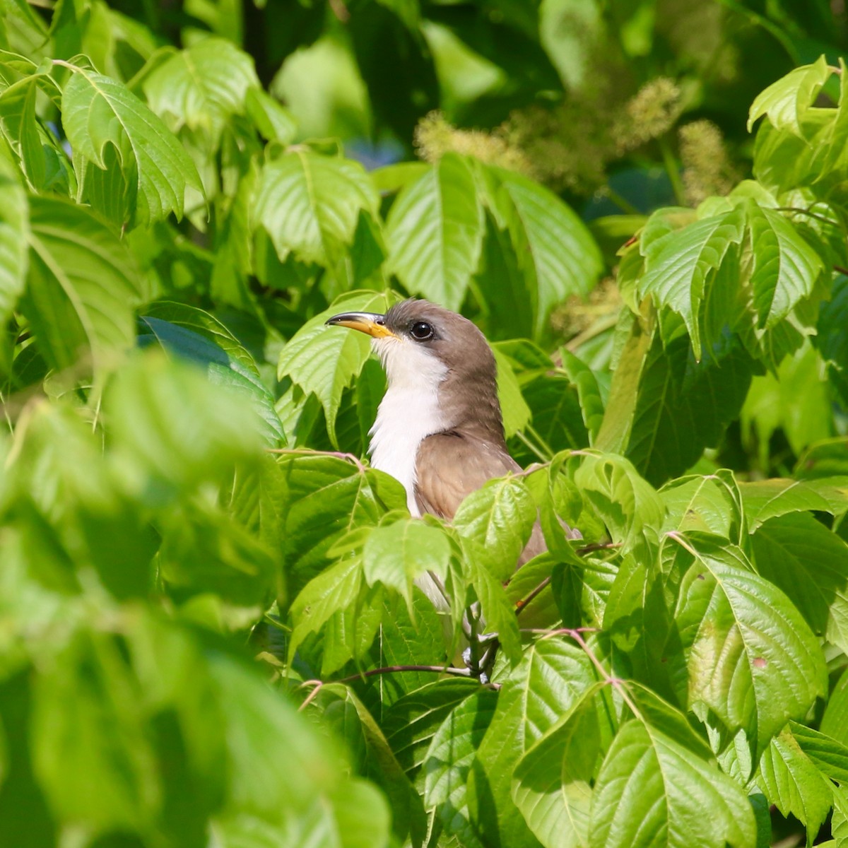 Yellow-billed Cuckoo - Stephen Price