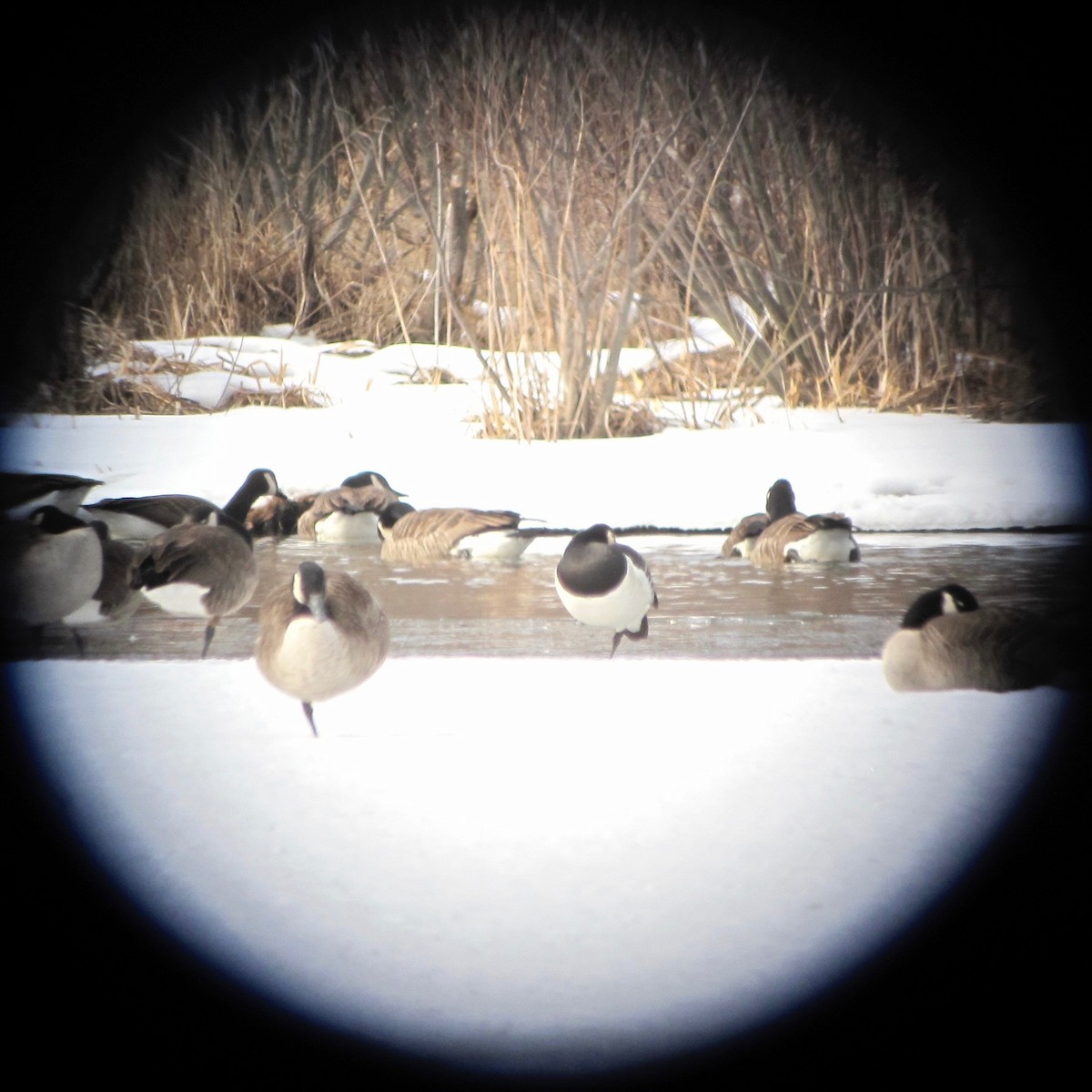 Barnacle Goose - ML34018791