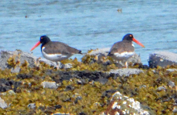 American Oystercatcher - ML340188071