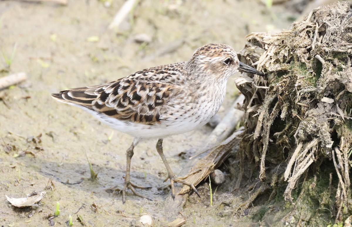 pygmésnipe - ML340188401