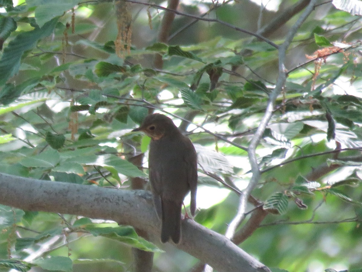 Swainson's Thrush - ML340188711