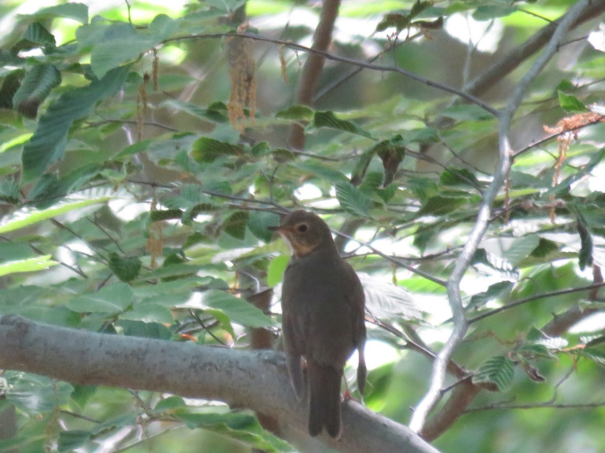 Swainson's Thrush - ML340188751