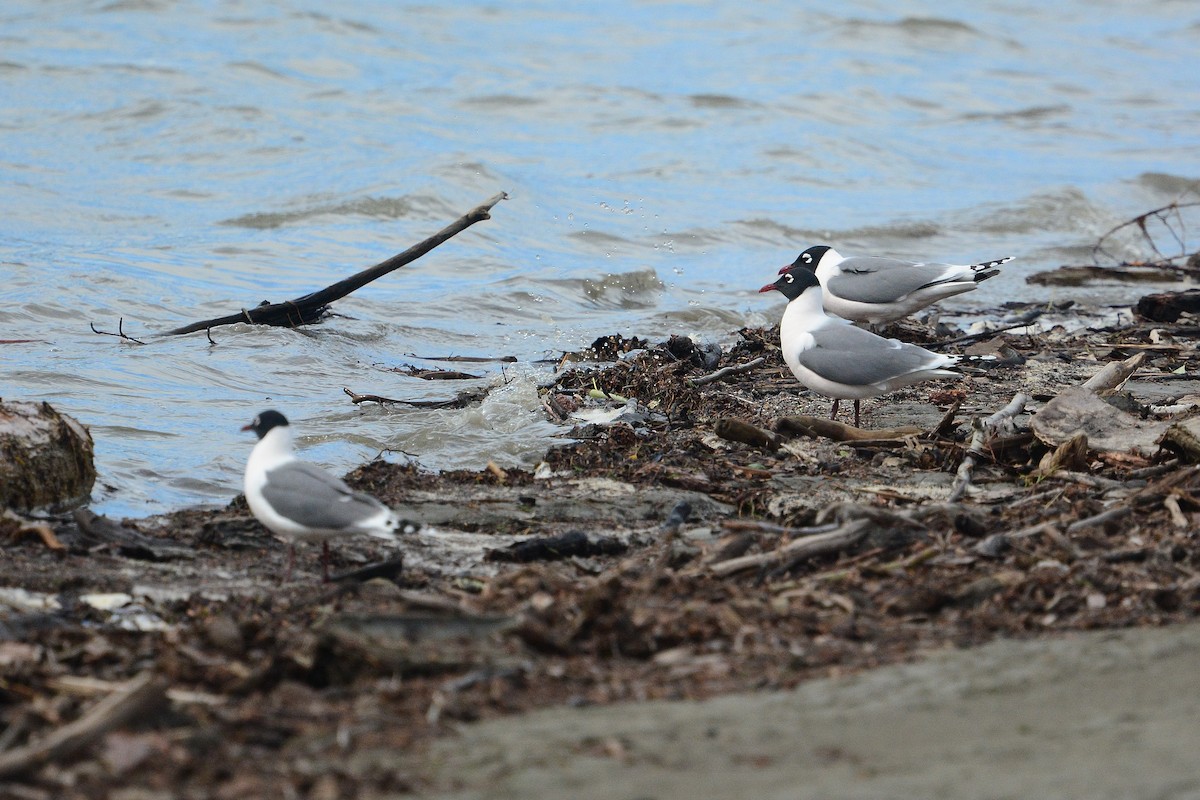 Franklin's Gull - ML340188801