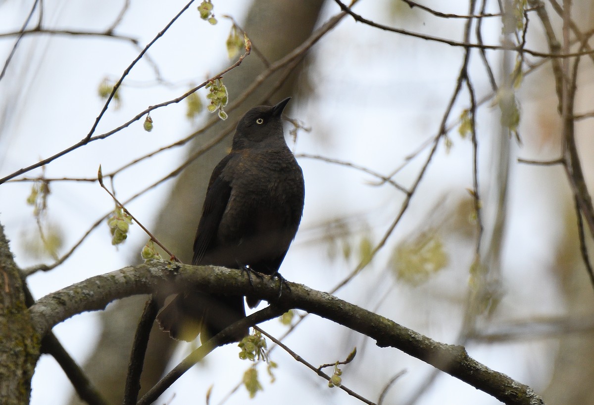 Rusty Blackbird - ML340188891