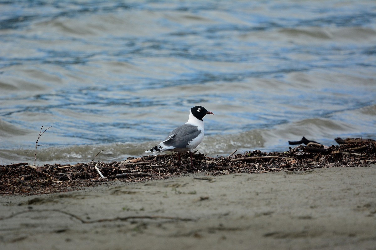 Franklin's Gull - ML340188941