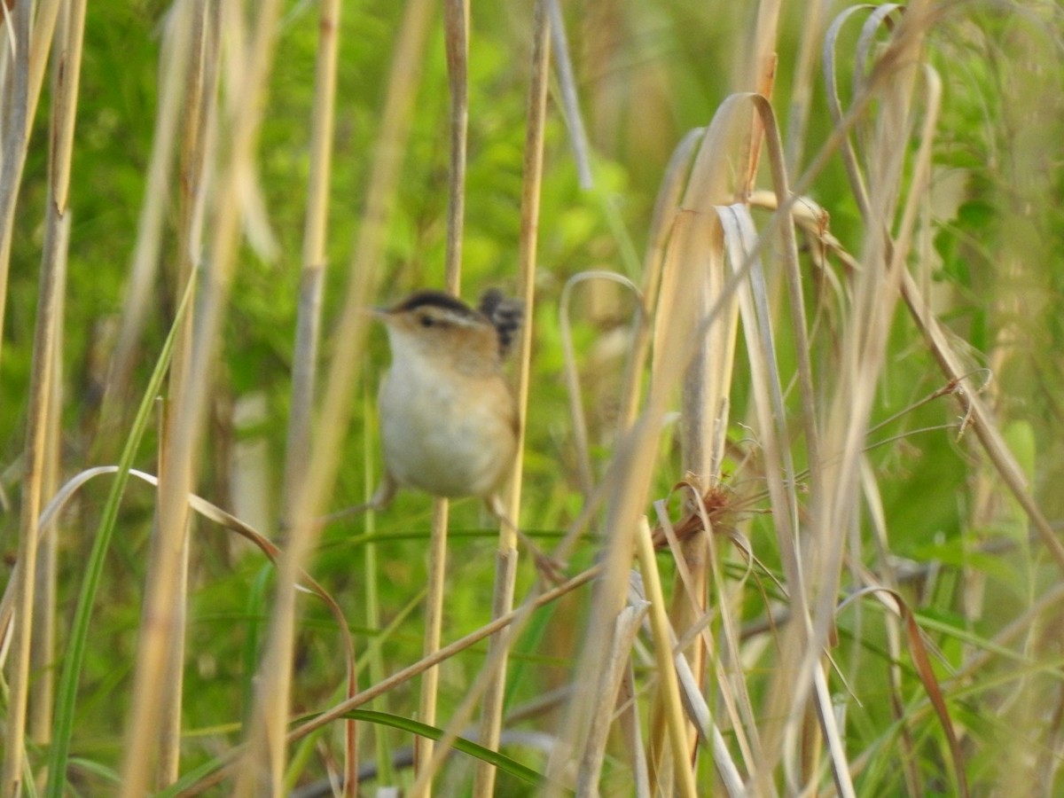 Marsh Wren - ML340189411