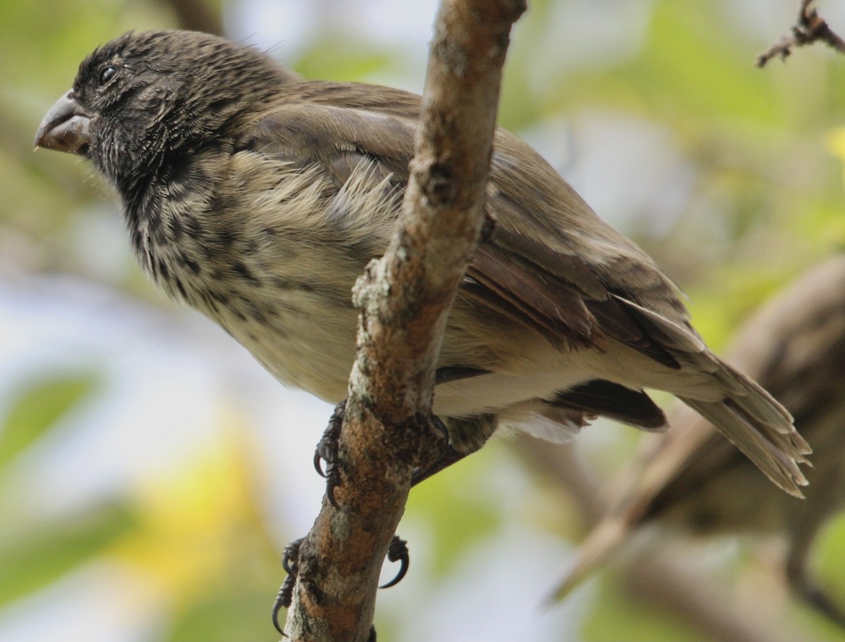 Small Tree-Finch - ML340189541