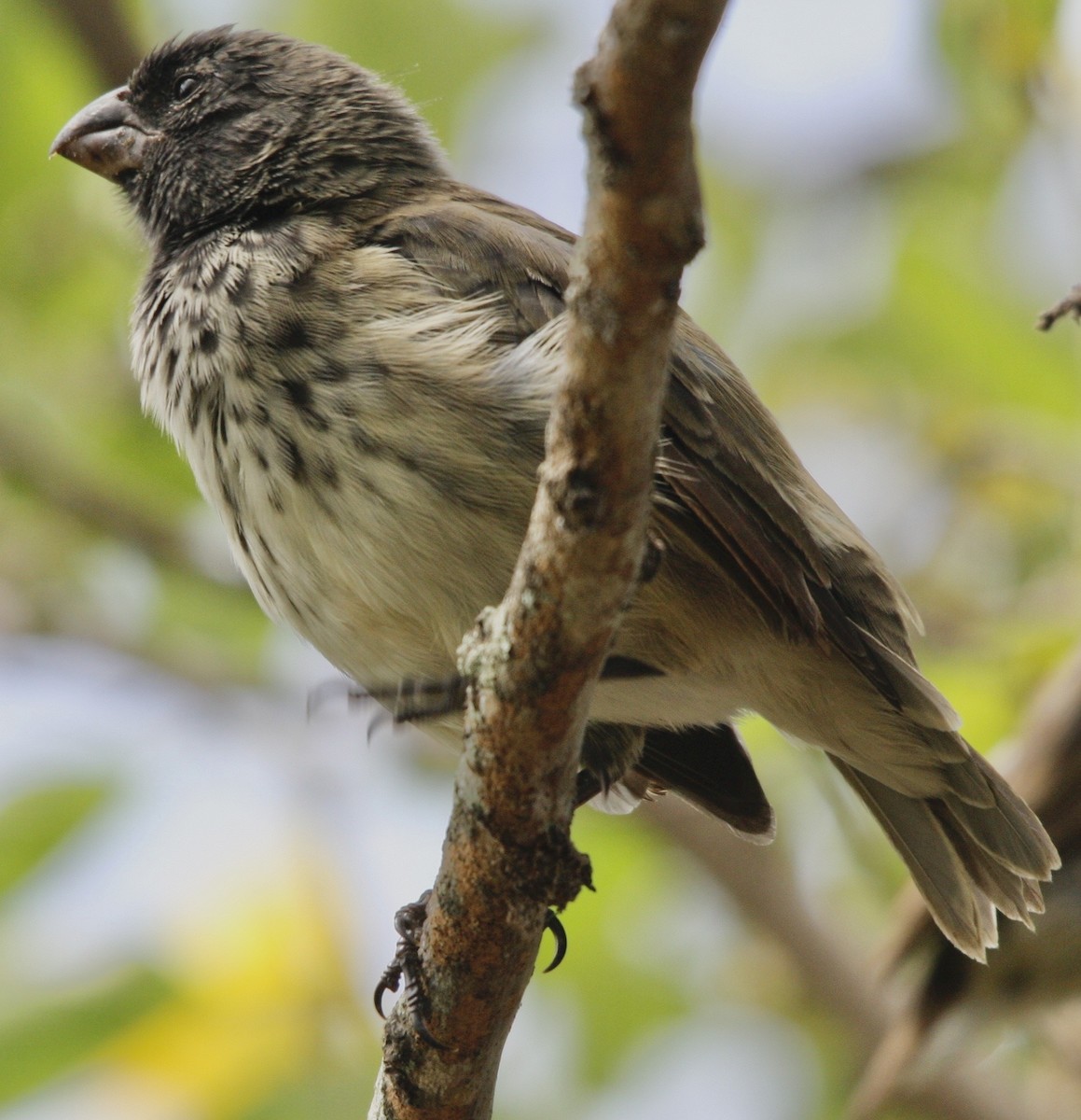 Small Tree-Finch - ML340189591