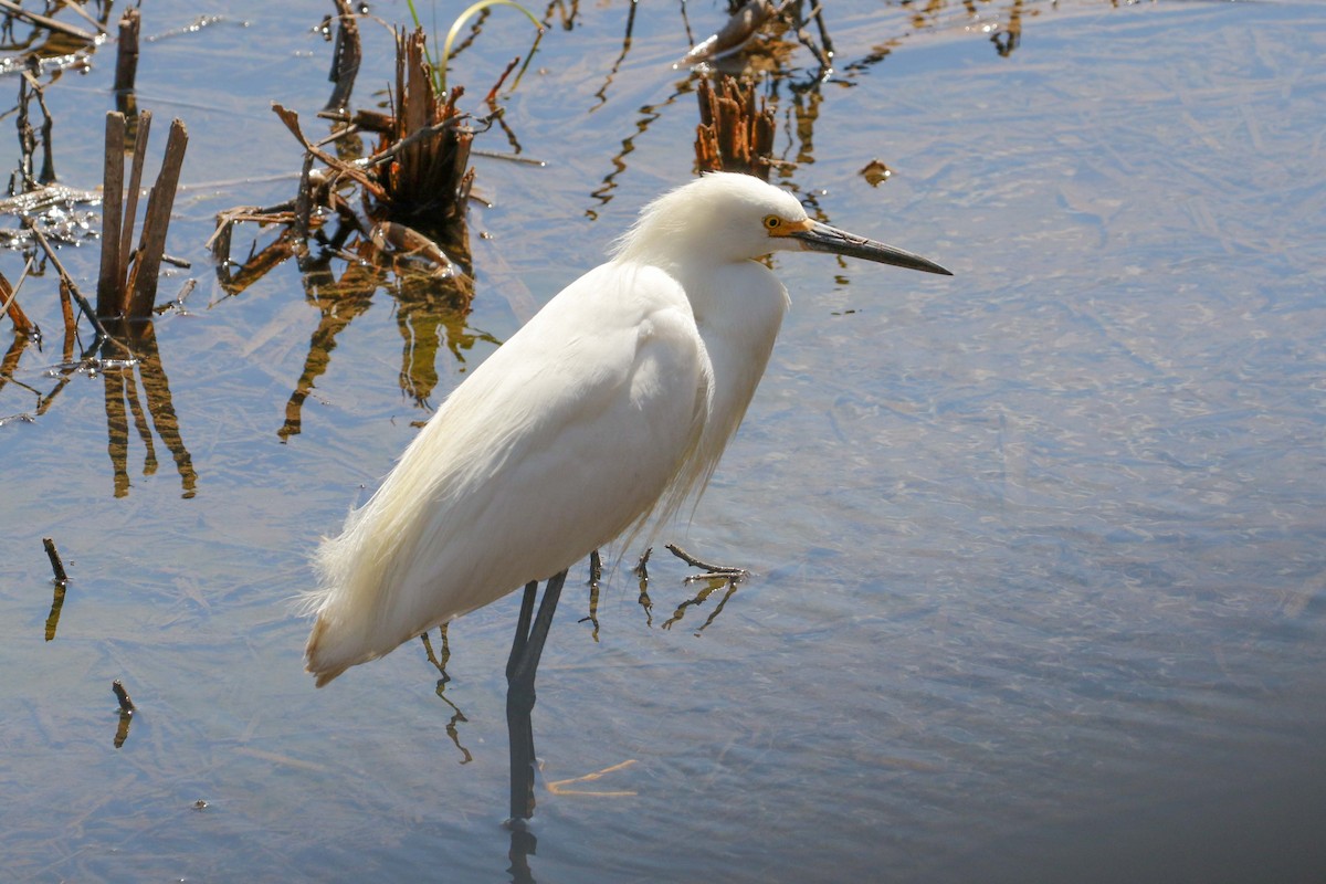 Snowy Egret - ML340191091