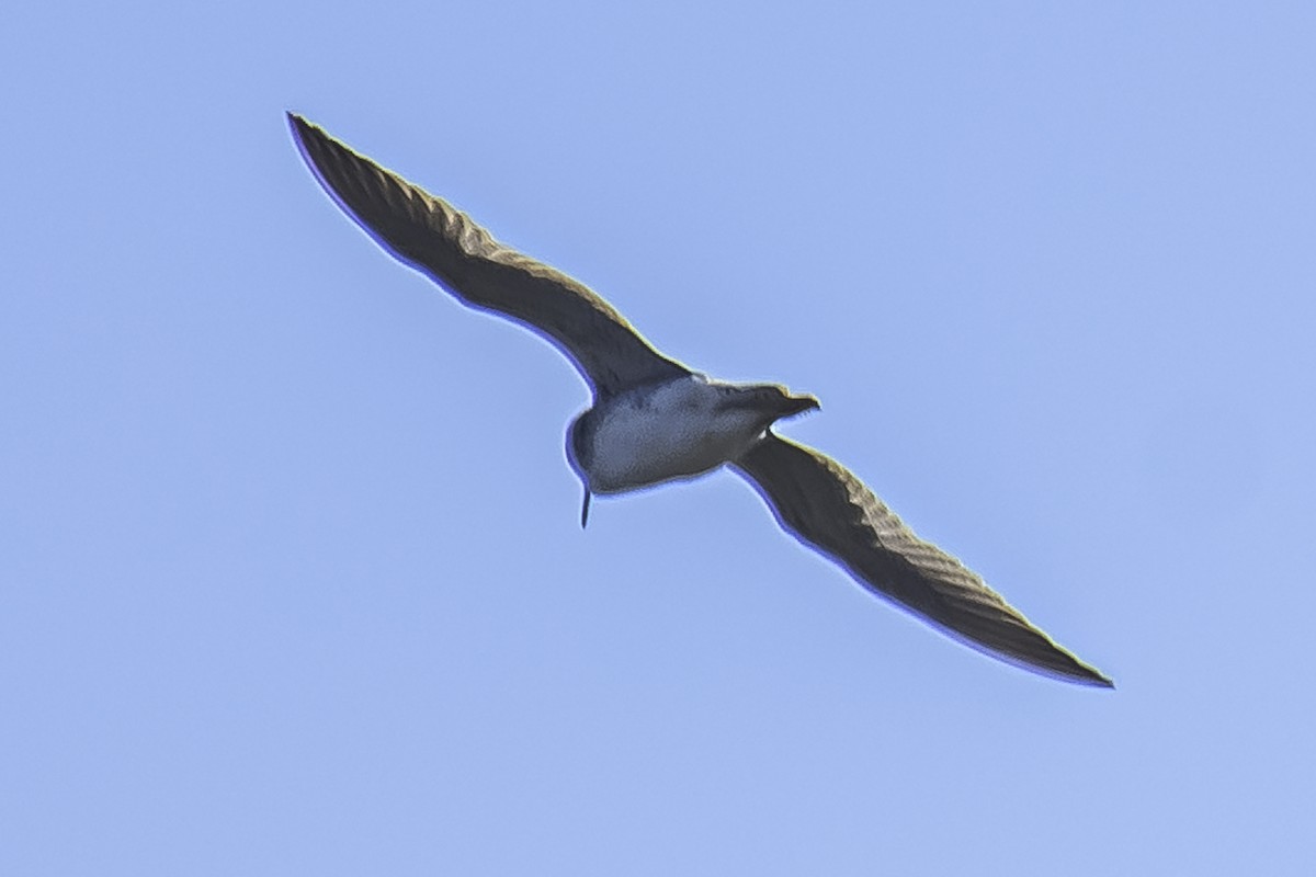 Pantanal/Magellanic Snipe - ML340192711