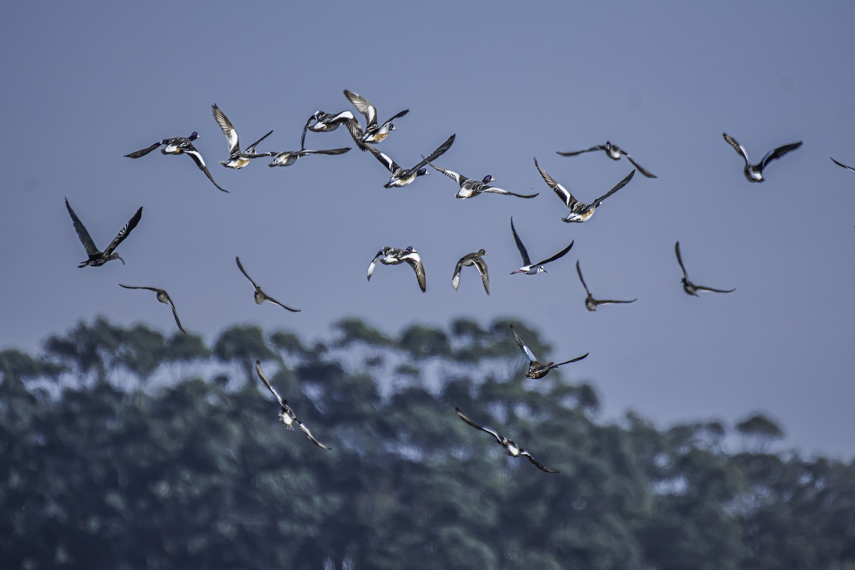 Chiloe Wigeon - ML340194501