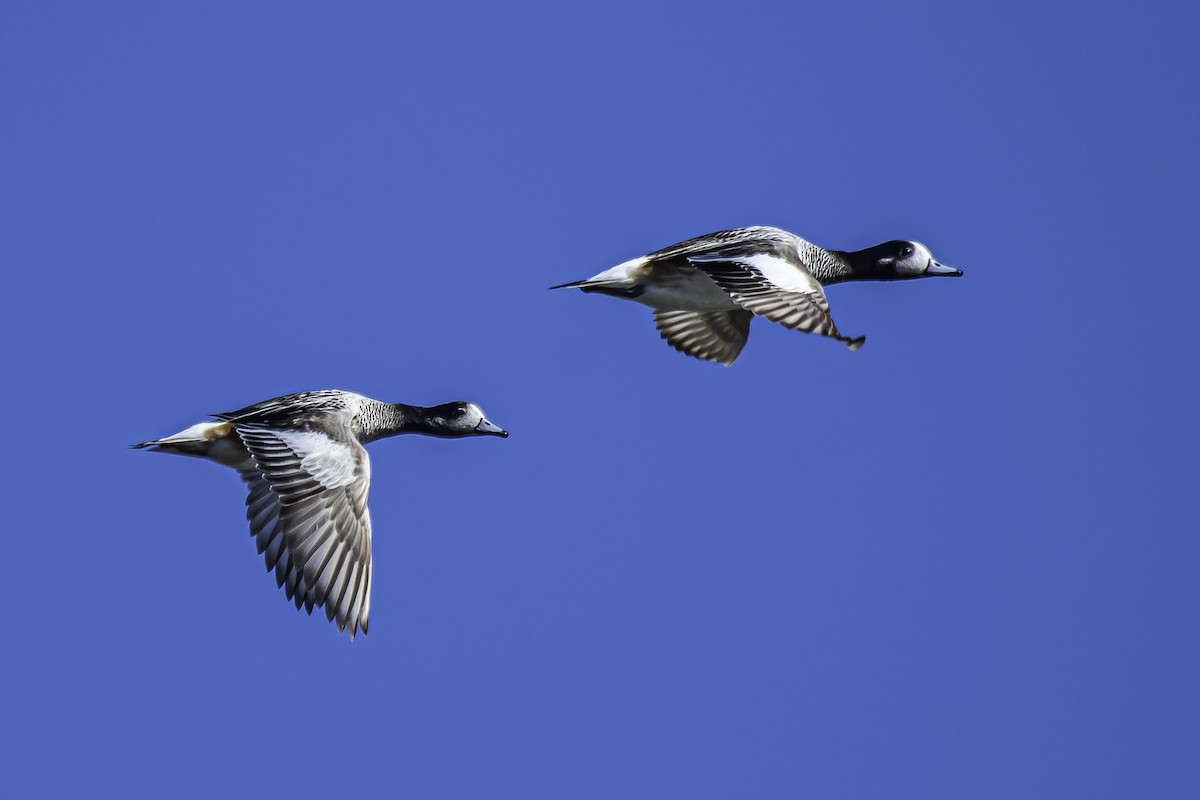 Chiloe Wigeon - ML340194511