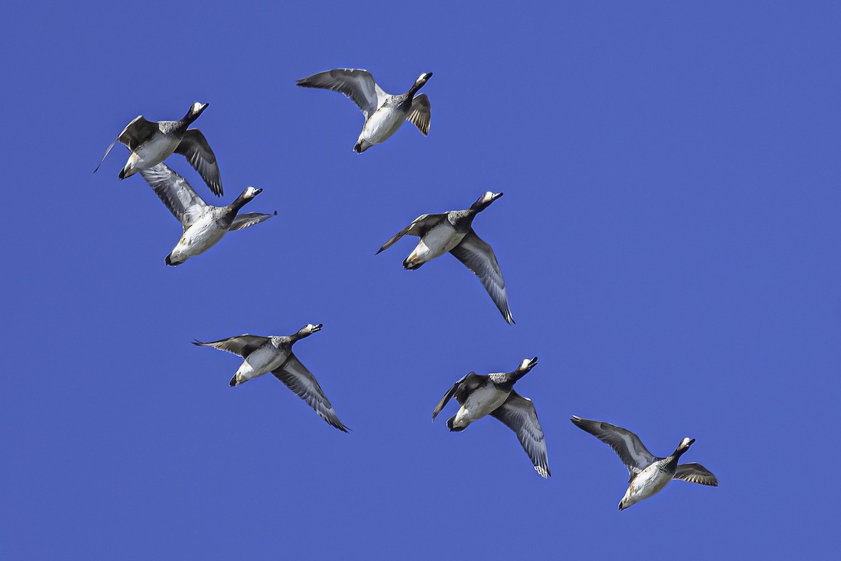 Chiloe Wigeon - ML340194521