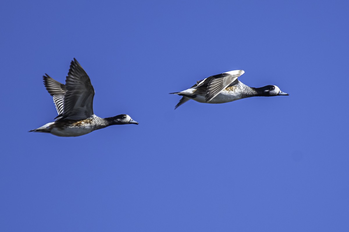 Chiloe Wigeon - ML340194551