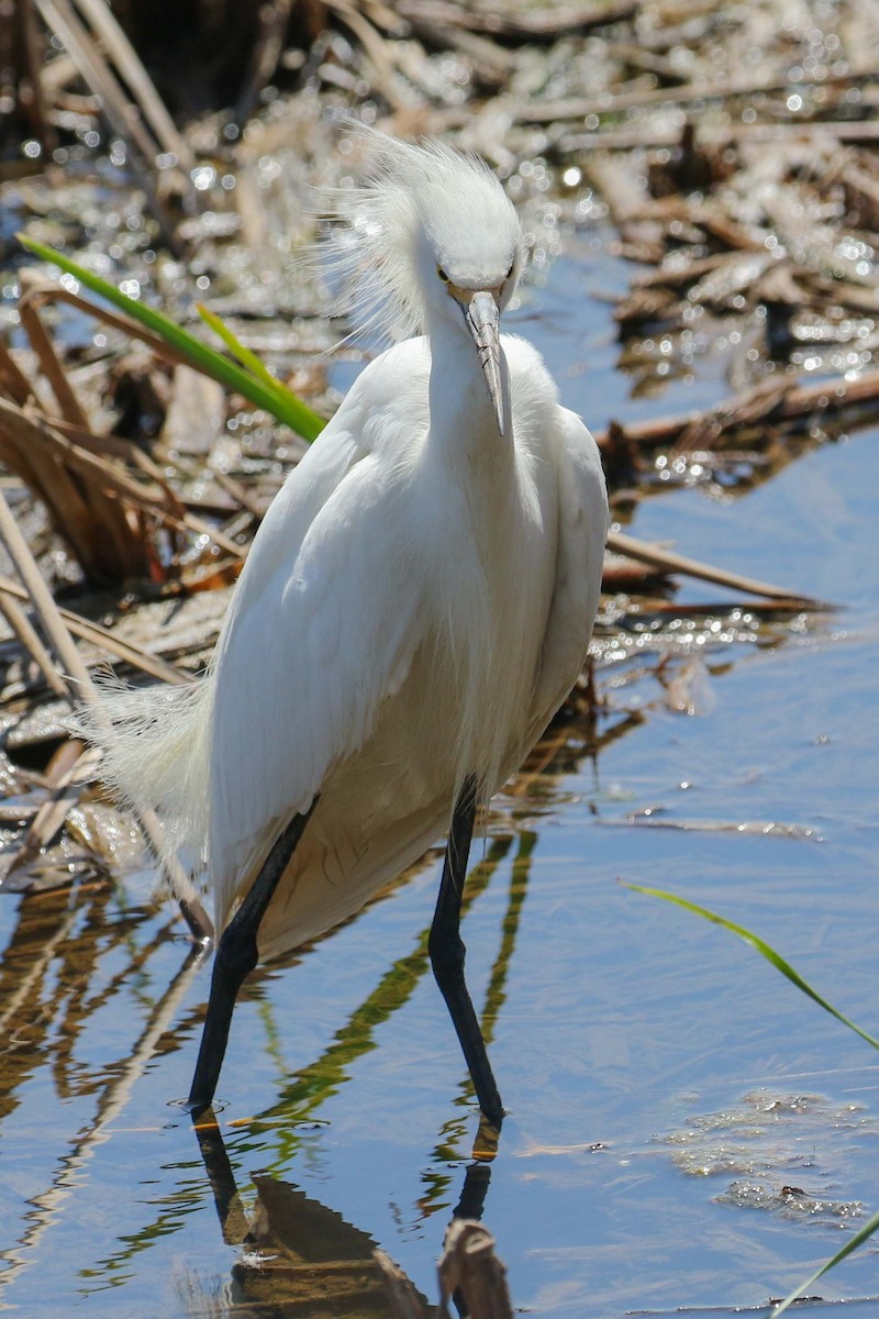 Snowy Egret - ML340196521