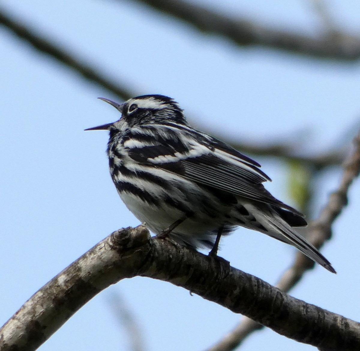 Black-and-white Warbler - ML340196661