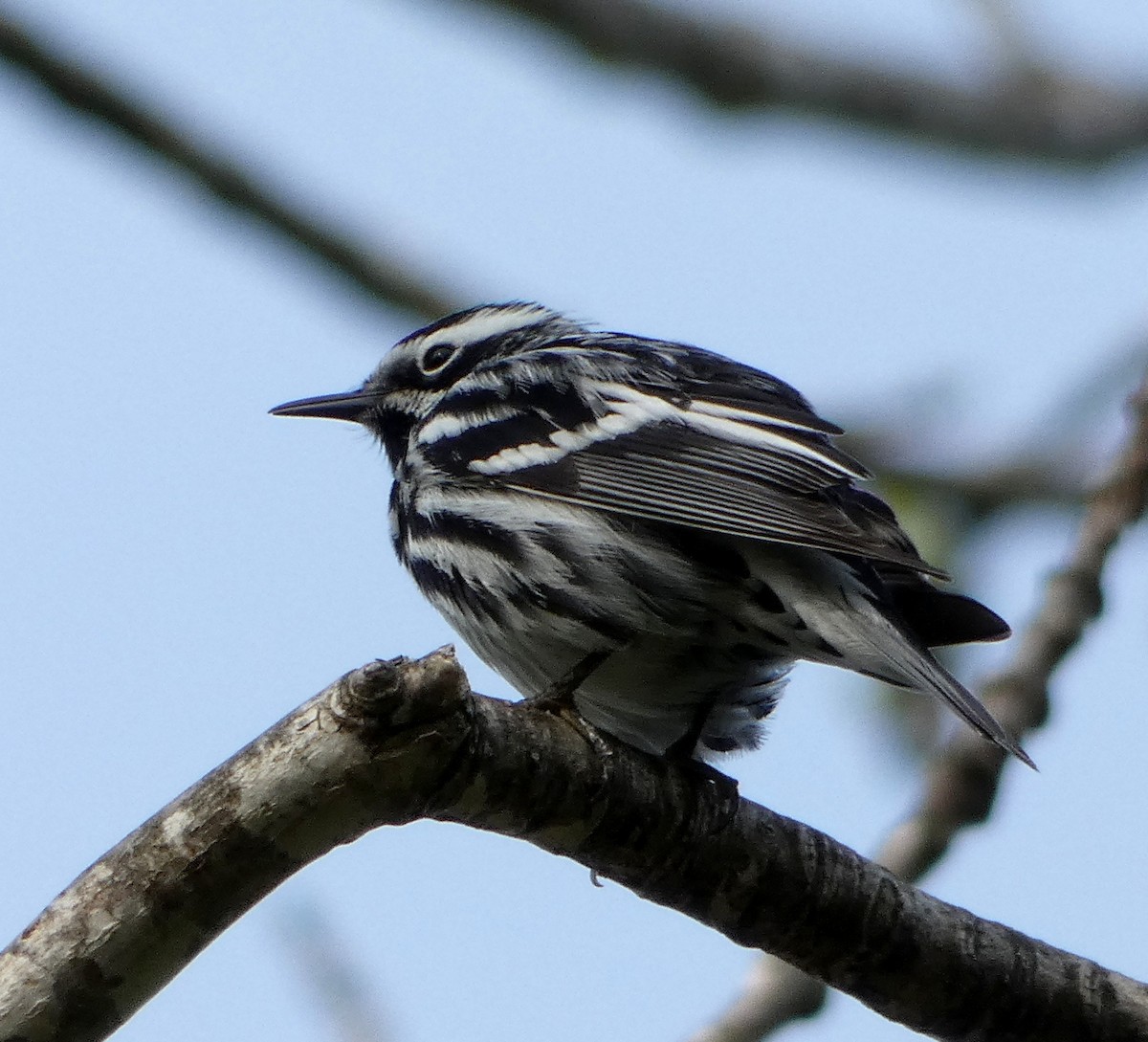 Black-and-white Warbler - ML340196731