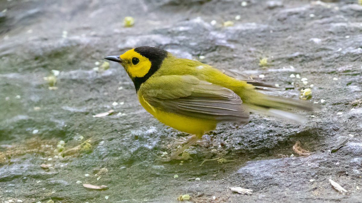 Hooded Warbler - Foster Wang