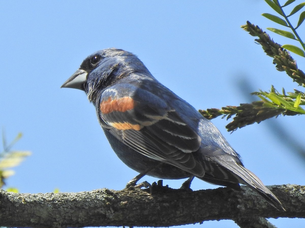 Blue Grosbeak - ML340202561