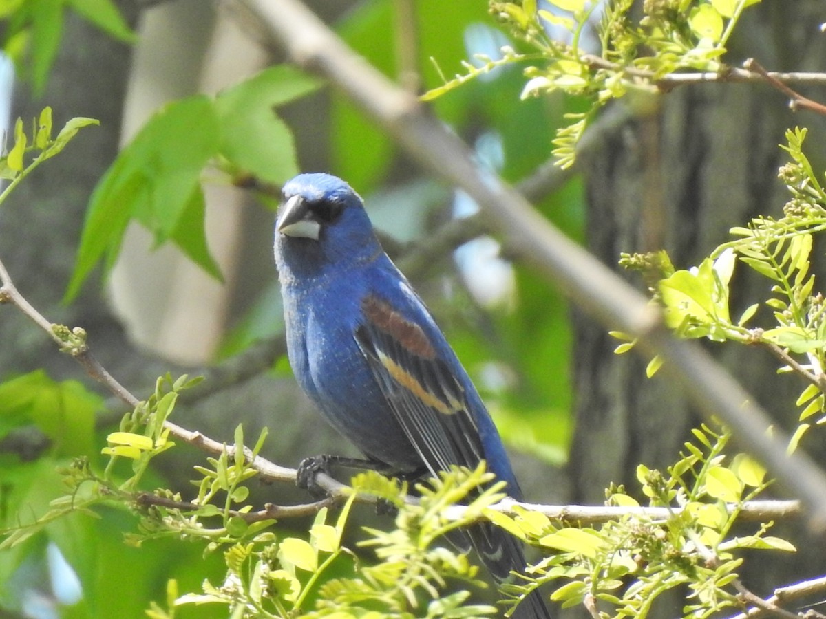 Blue Grosbeak - Jeff Goff