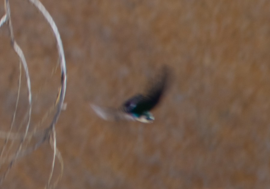 Violet-green Swallow - ML34020641