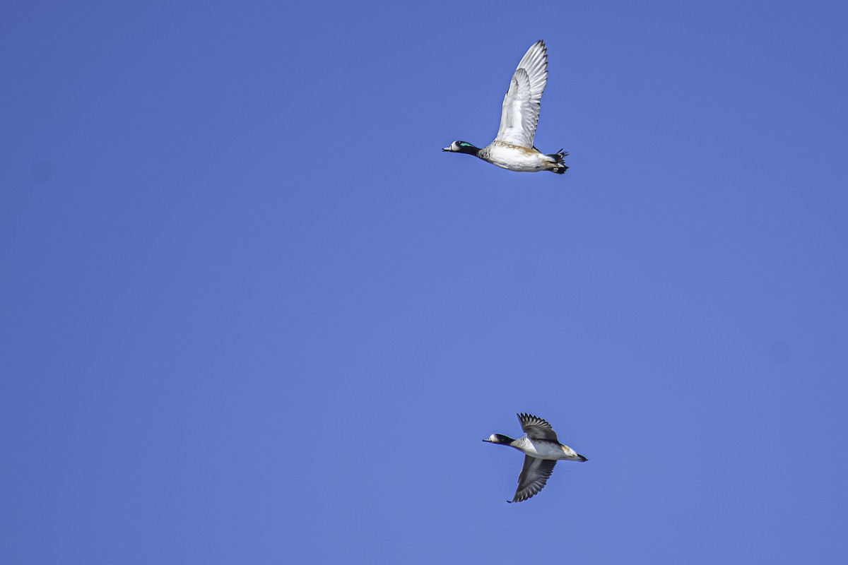 Chiloe Wigeon - ML340208841