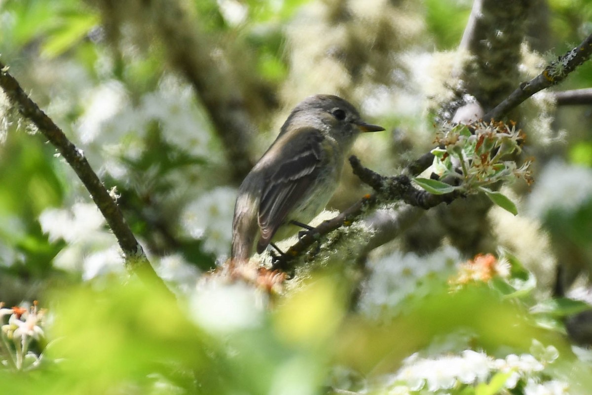 Dusky Flycatcher - ML340209081