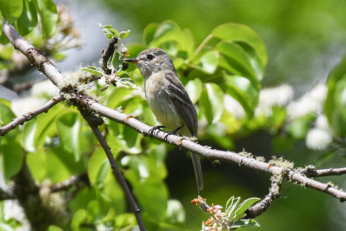 Dusky Flycatcher - ML340209091