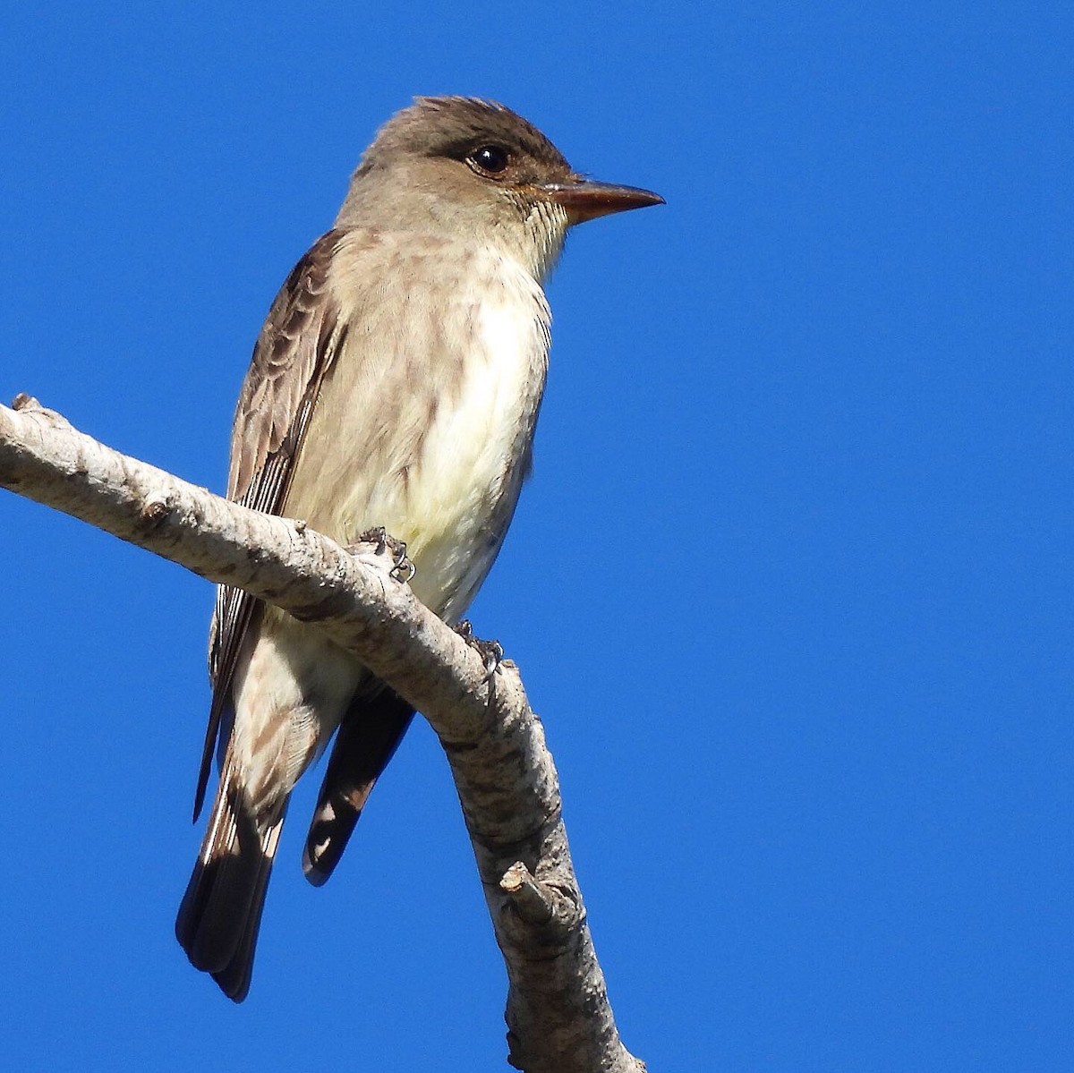 Olive-sided Flycatcher - Nick & Jane