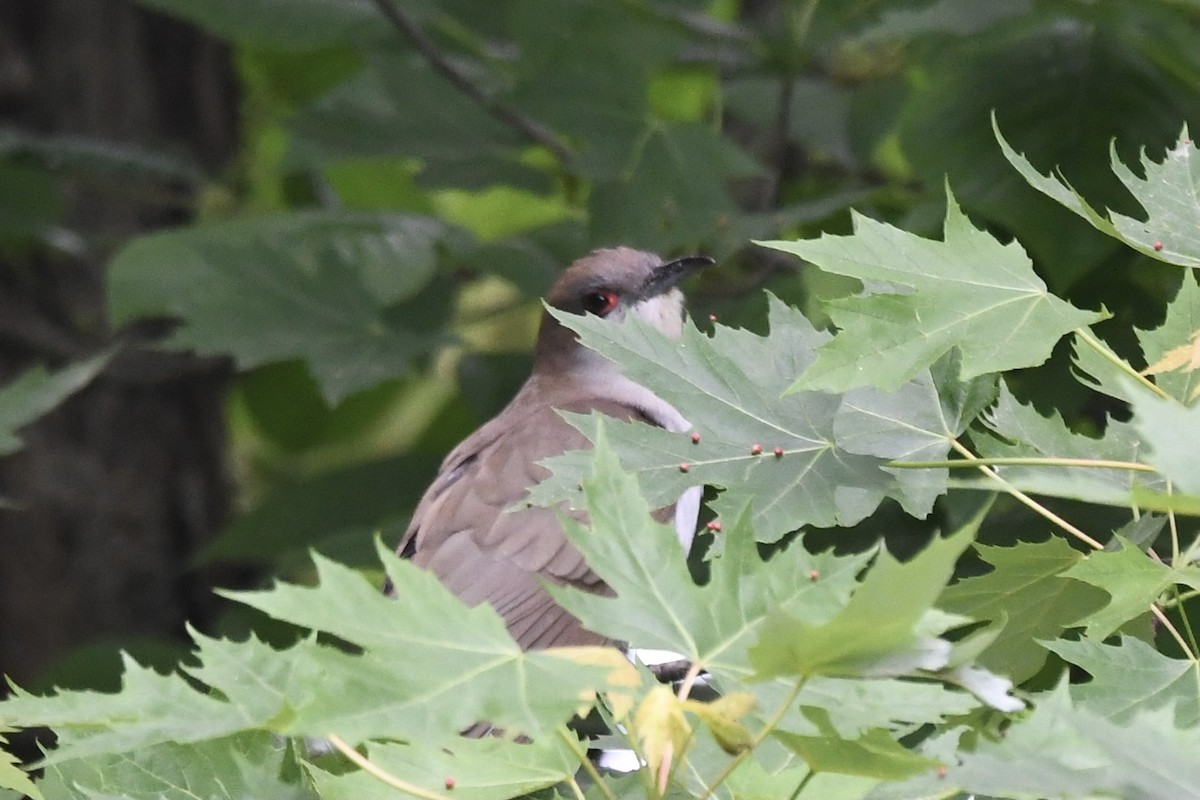 Black-billed Cuckoo - ML340215521