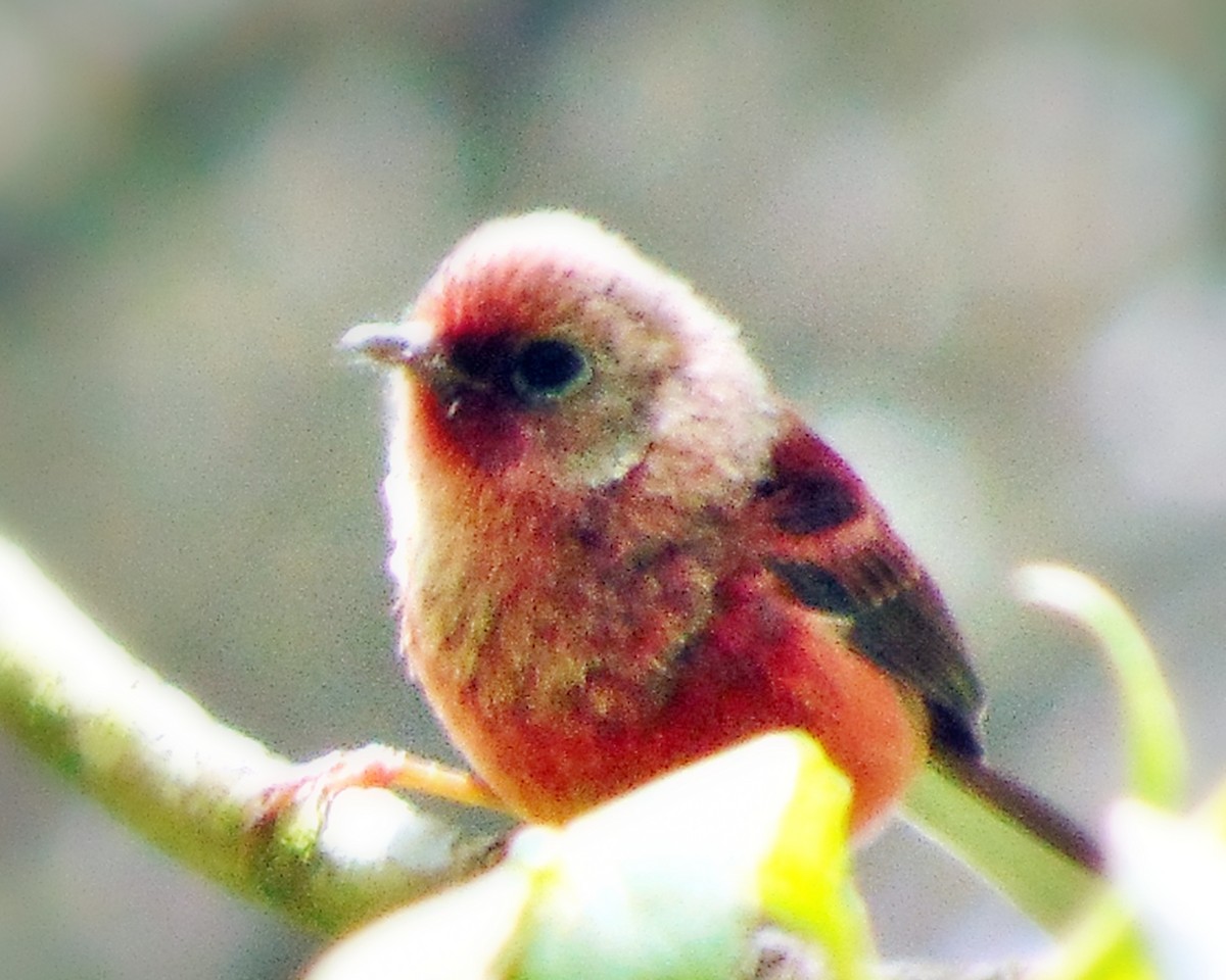 Pink-headed Warbler - ML34021561