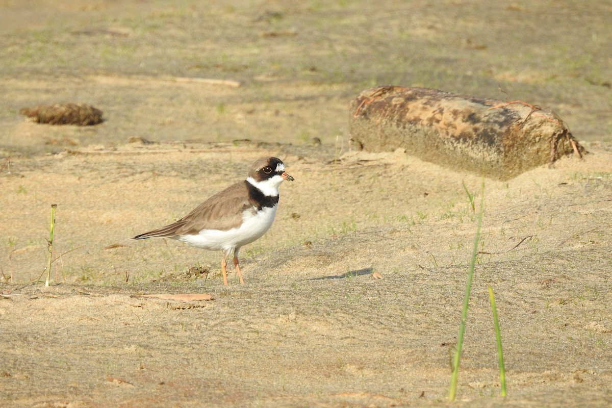 Semipalmated Plover - ML340216581