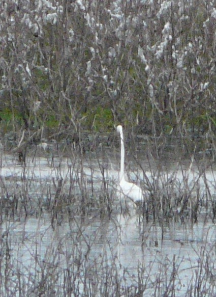 Great Egret - ML340216621