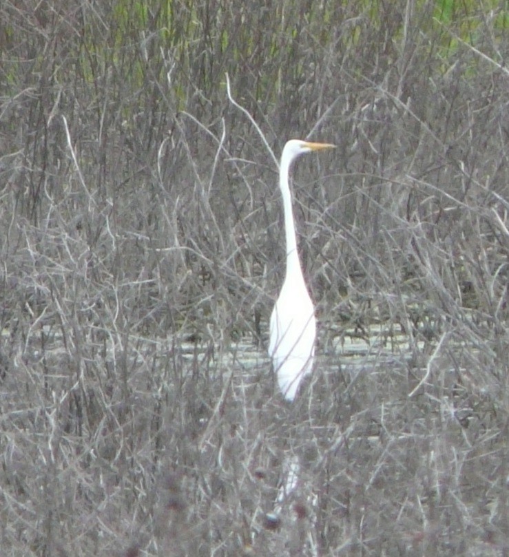 Great Egret - ML340216641