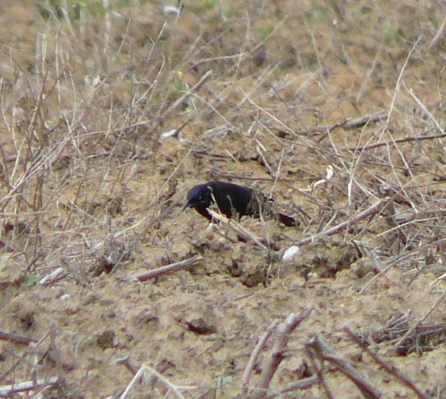 Common Grackle - ML340216741