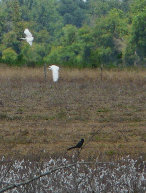 Boat-tailed Grackle - ML340216781