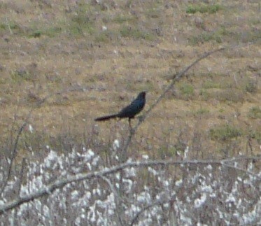 Boat-tailed Grackle - ML340216861