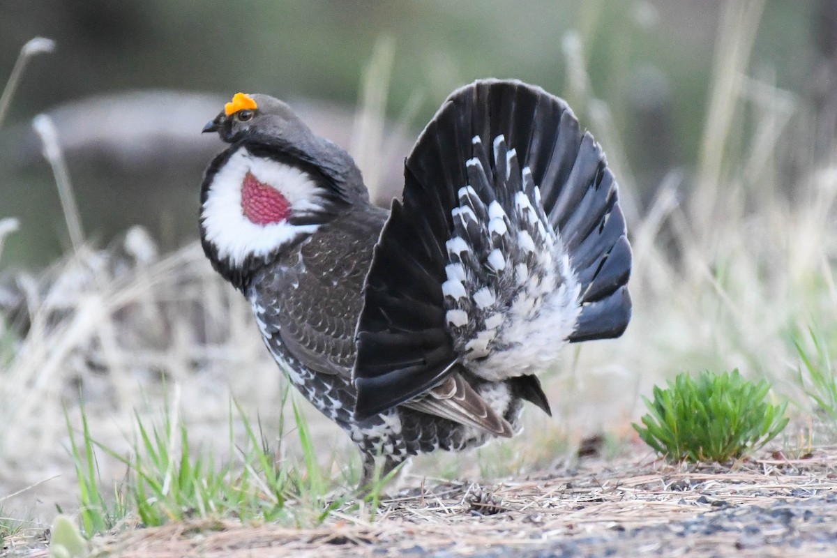 Dusky Grouse - ML340217151