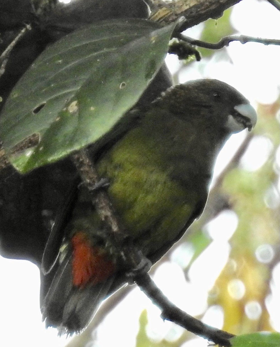Оливковый попугай - ML340217341