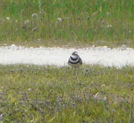 Killdeer - ML340217781