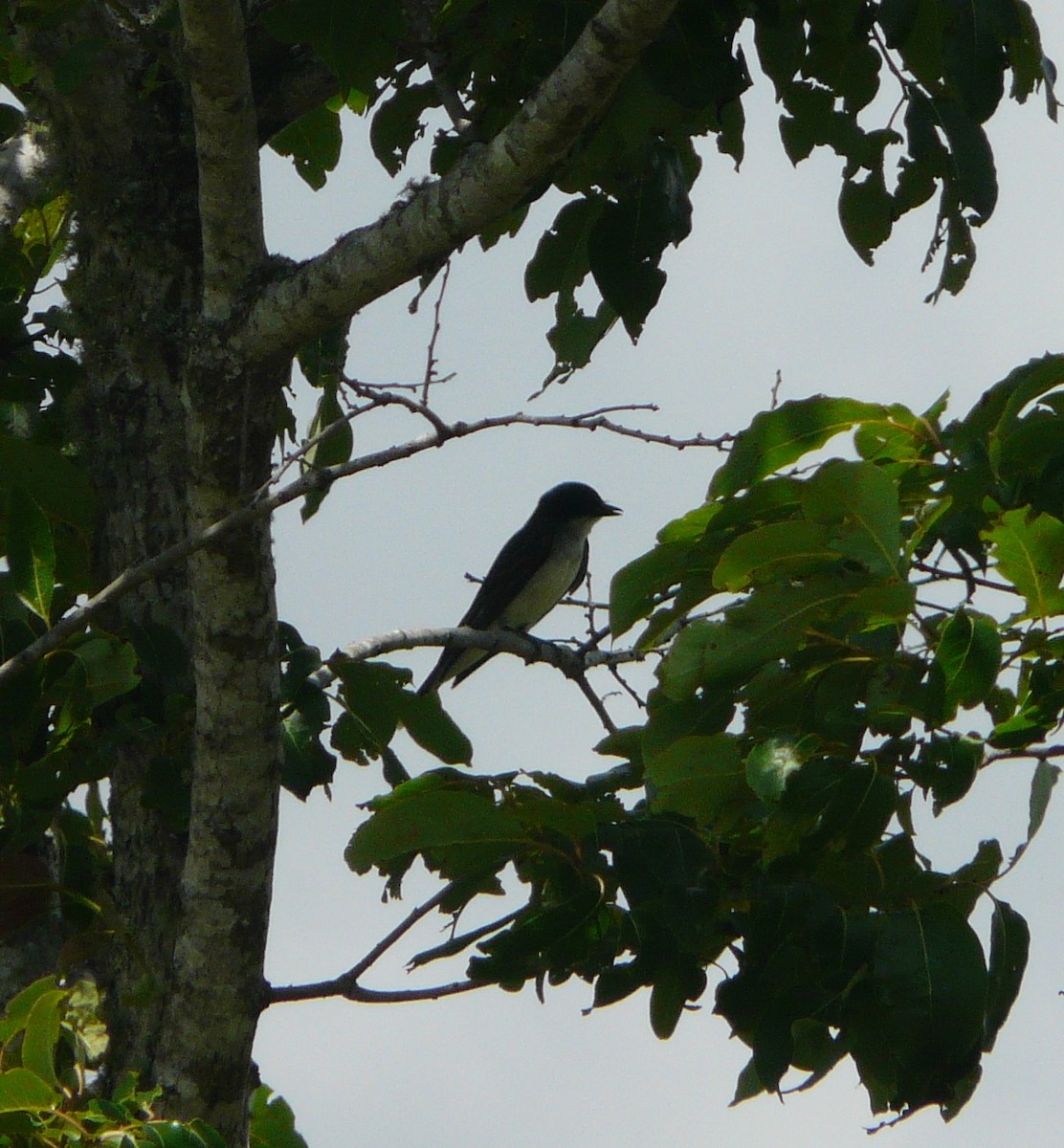 Eastern Kingbird - ML340217801