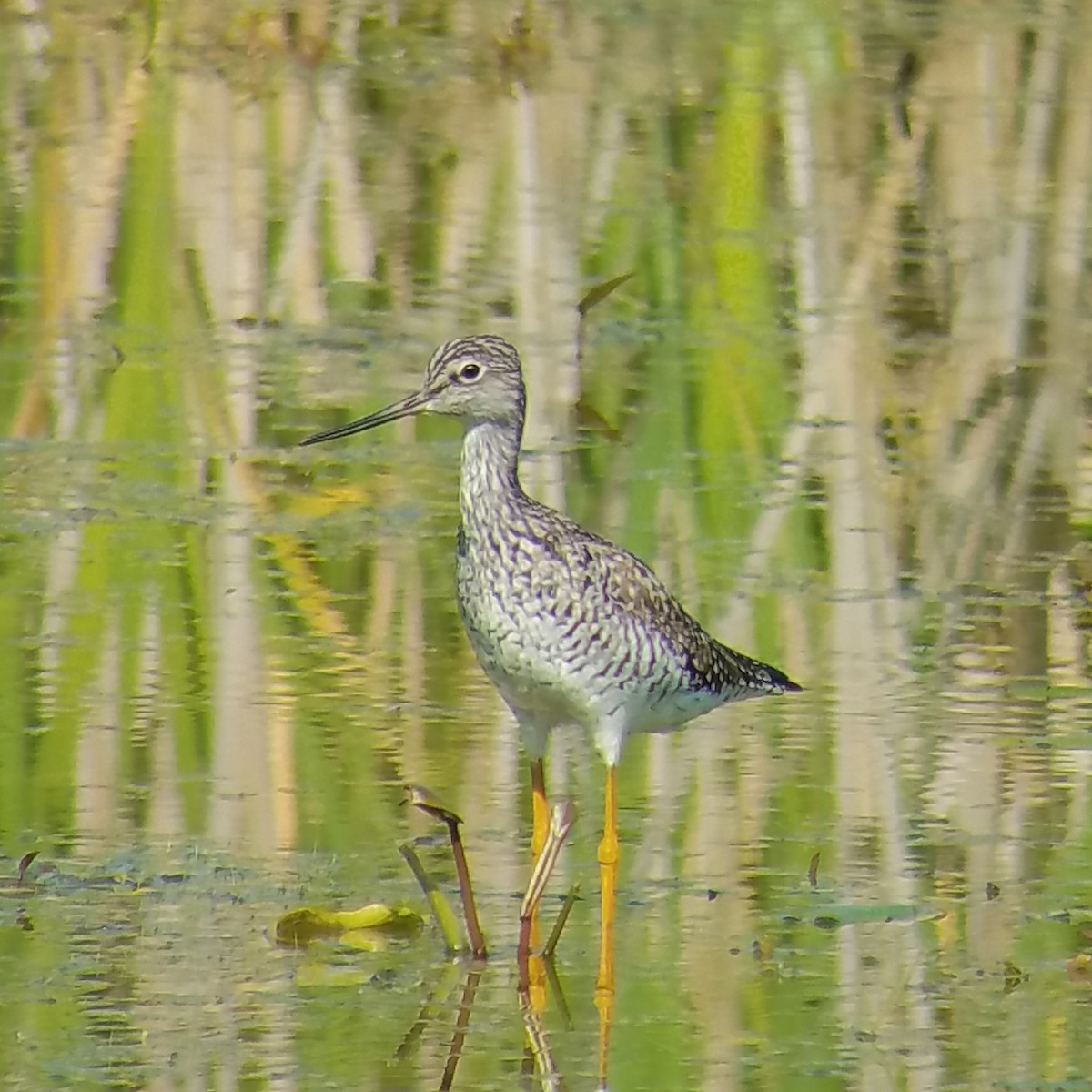 Greater Yellowlegs - ML340217861