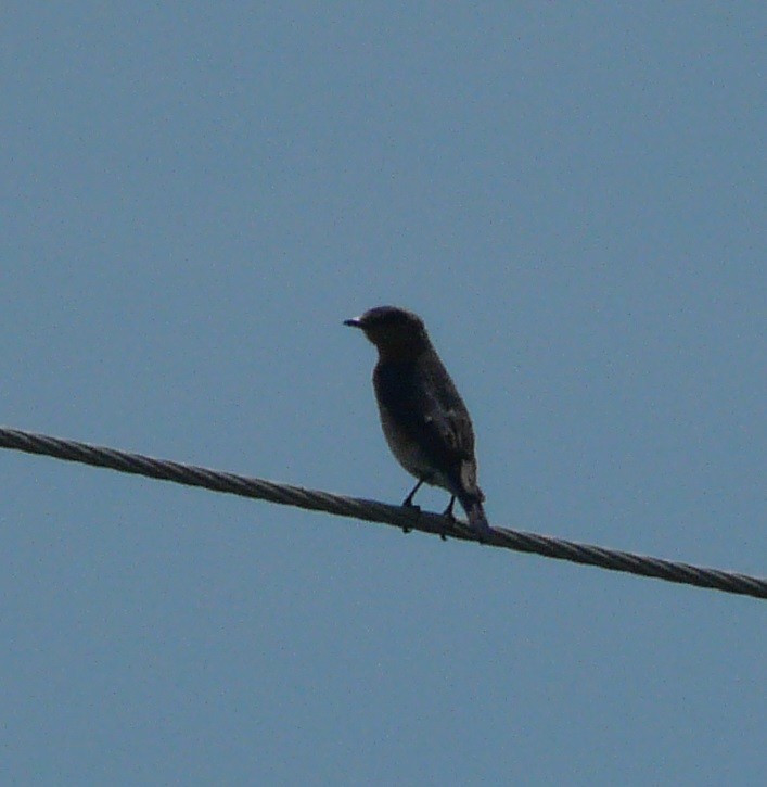 Eastern Bluebird - ML340217931