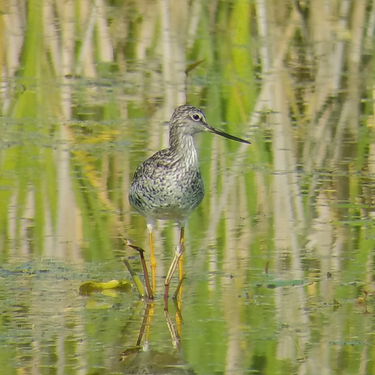 Greater Yellowlegs - ML340217941