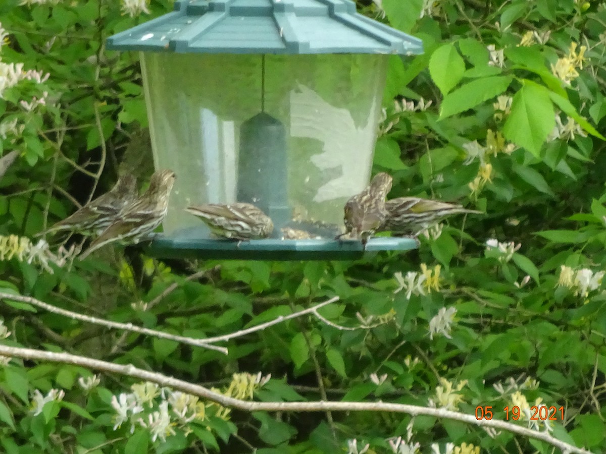 Pine Siskin - ML340217951