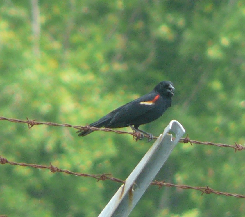 Red-winged Blackbird - ML340218031