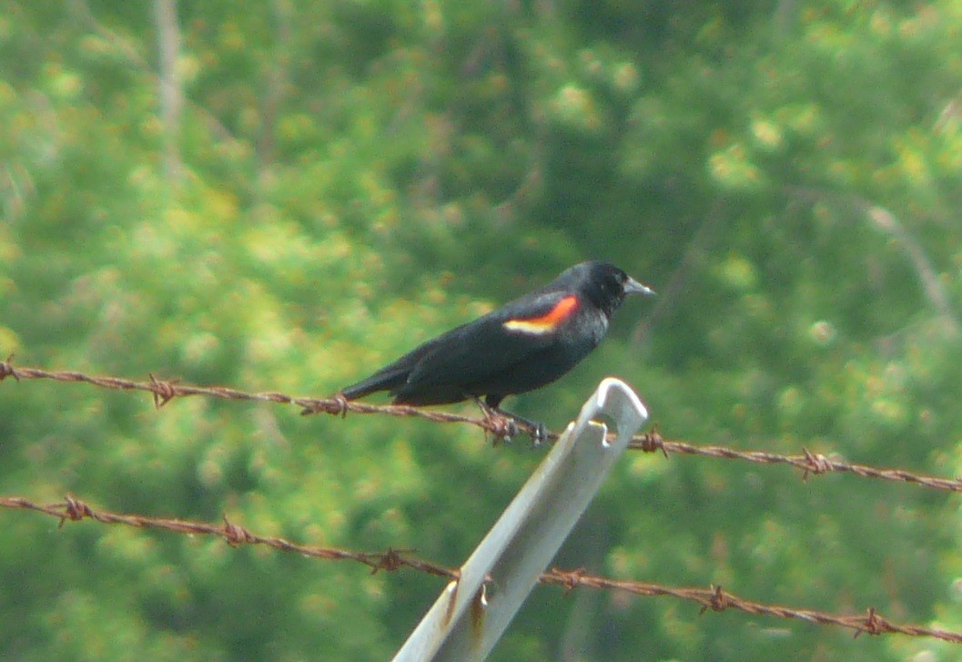 Red-winged Blackbird - ML340218071