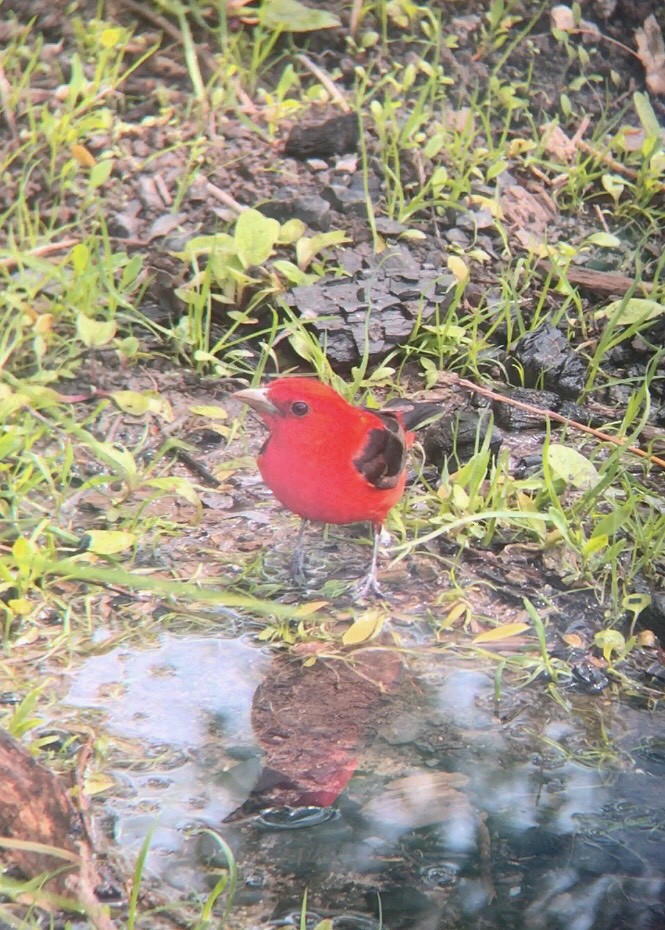 Scarlet Tanager - ML340219351