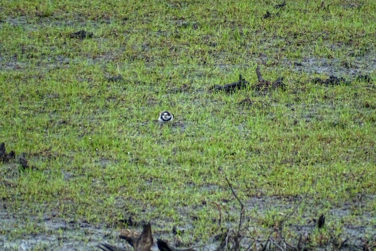 Semipalmated Plover - ML340223211