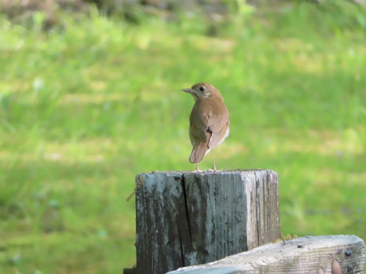 Veery - Sara Griesemer